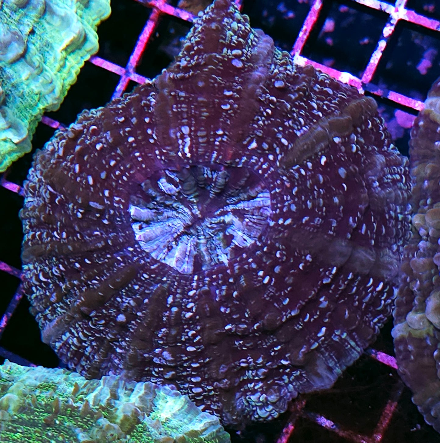 Starfall Acanthophyllia