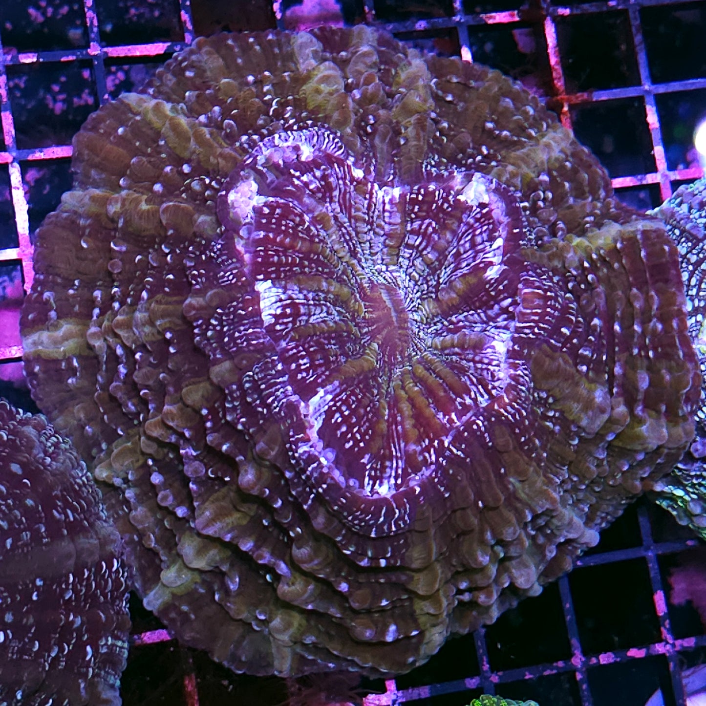 Bad Ass Acanthophyllia