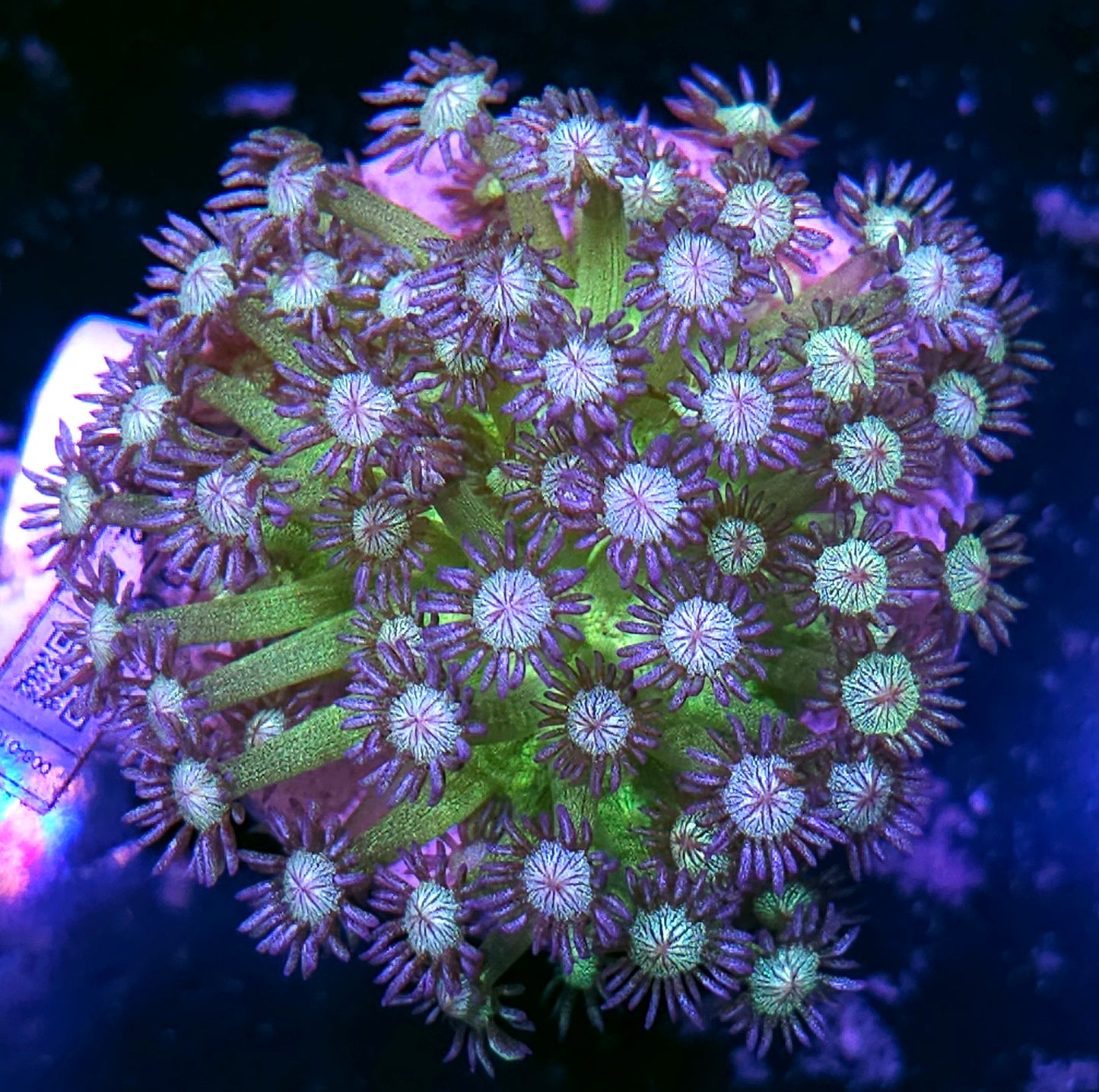 Blue Tip Glitter Bomb Goniopora Colony
