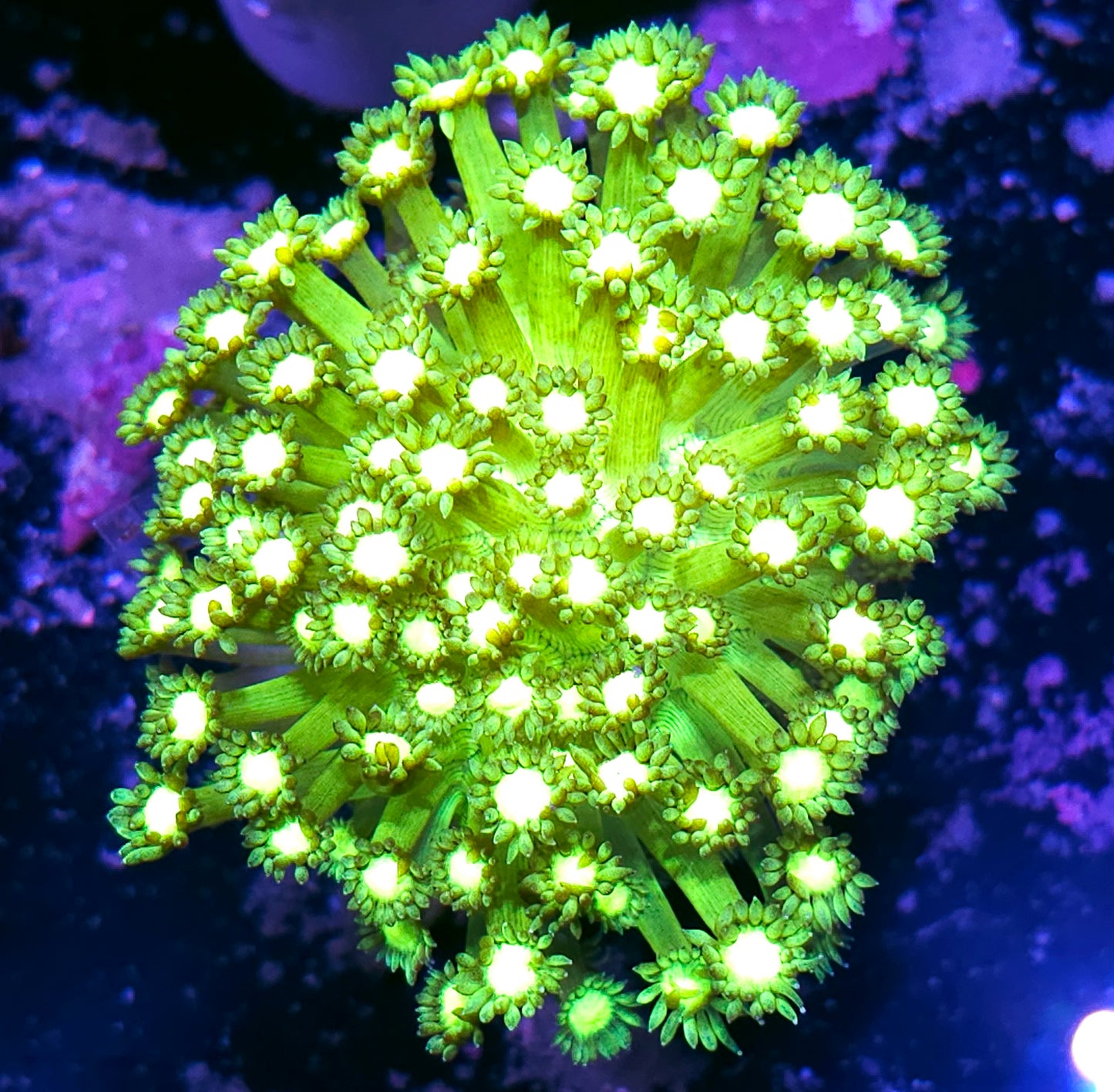 Highlighter Eye Goniopora Colony
