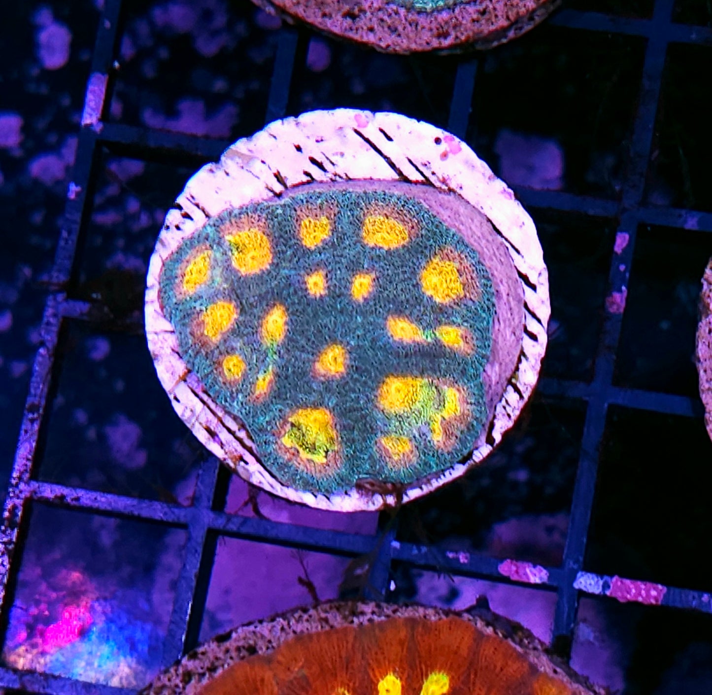 HF Helios Favia Colony
