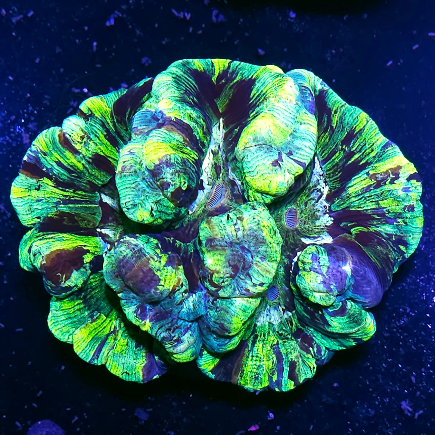 Insane Wellsophyllia