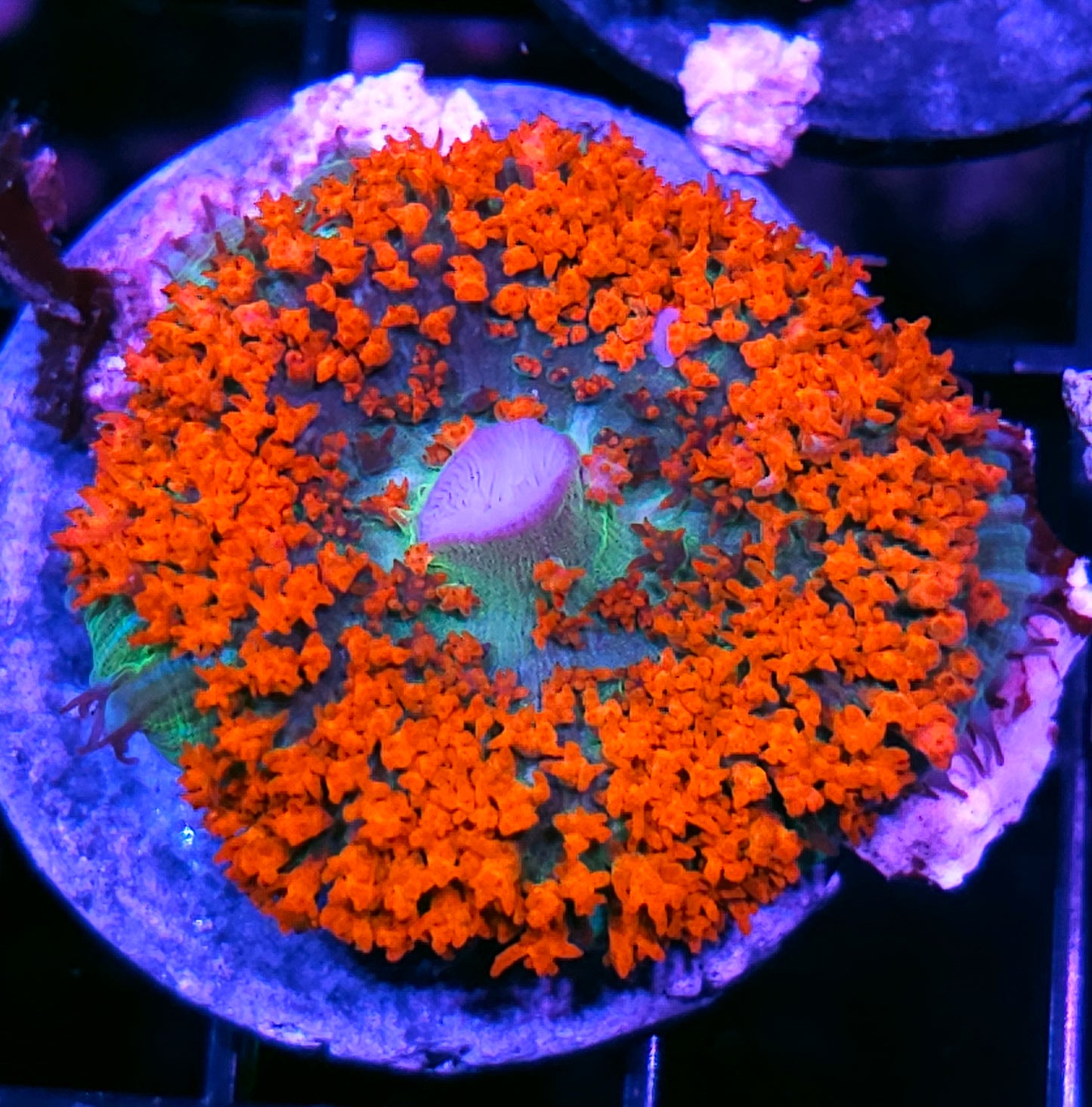Nitrous St Thomas Mushroom
