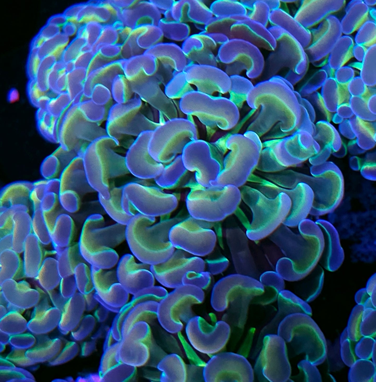 Rainbow Hologram Branching Hammer