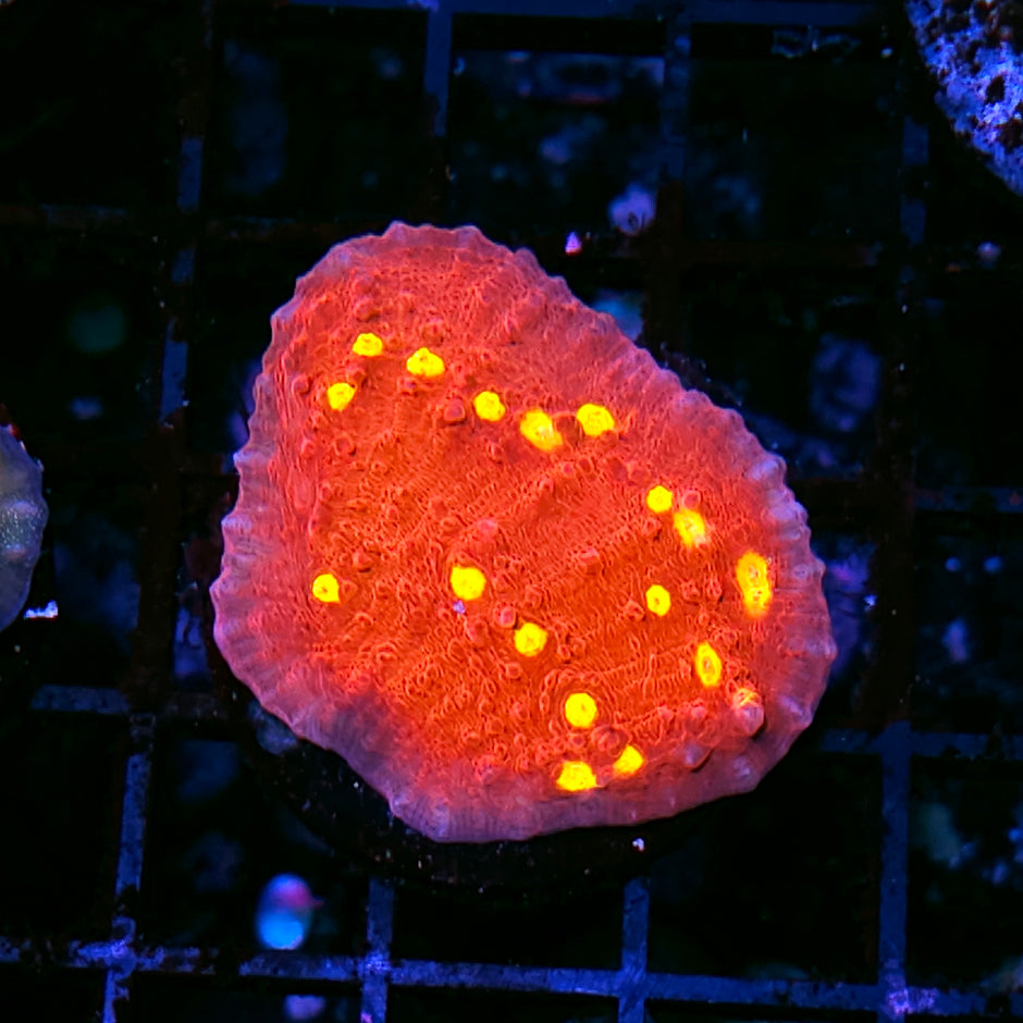 Meteor Storms Chalice Colony