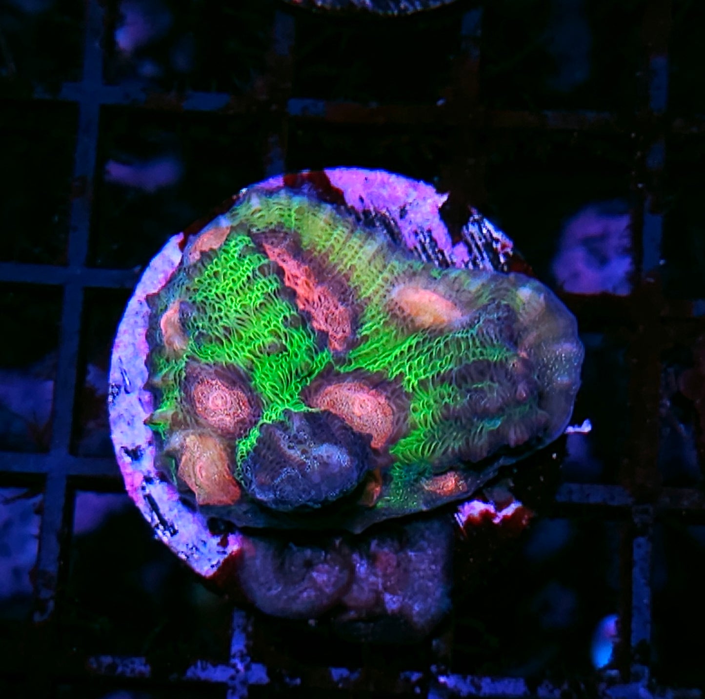 Gumball Mycedium