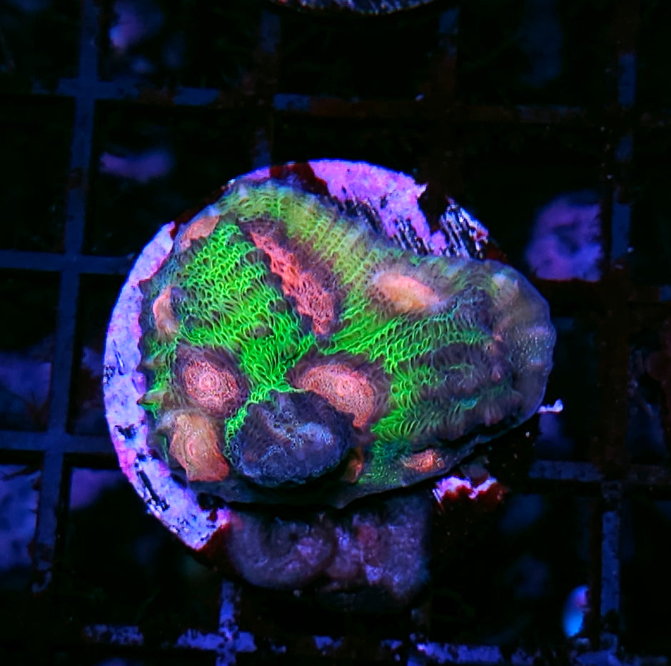 Gumball Mycedium