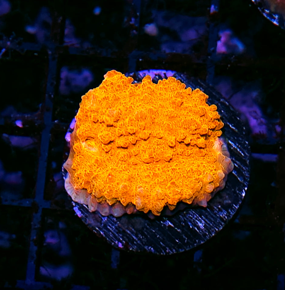 GT Afterglo Chalice