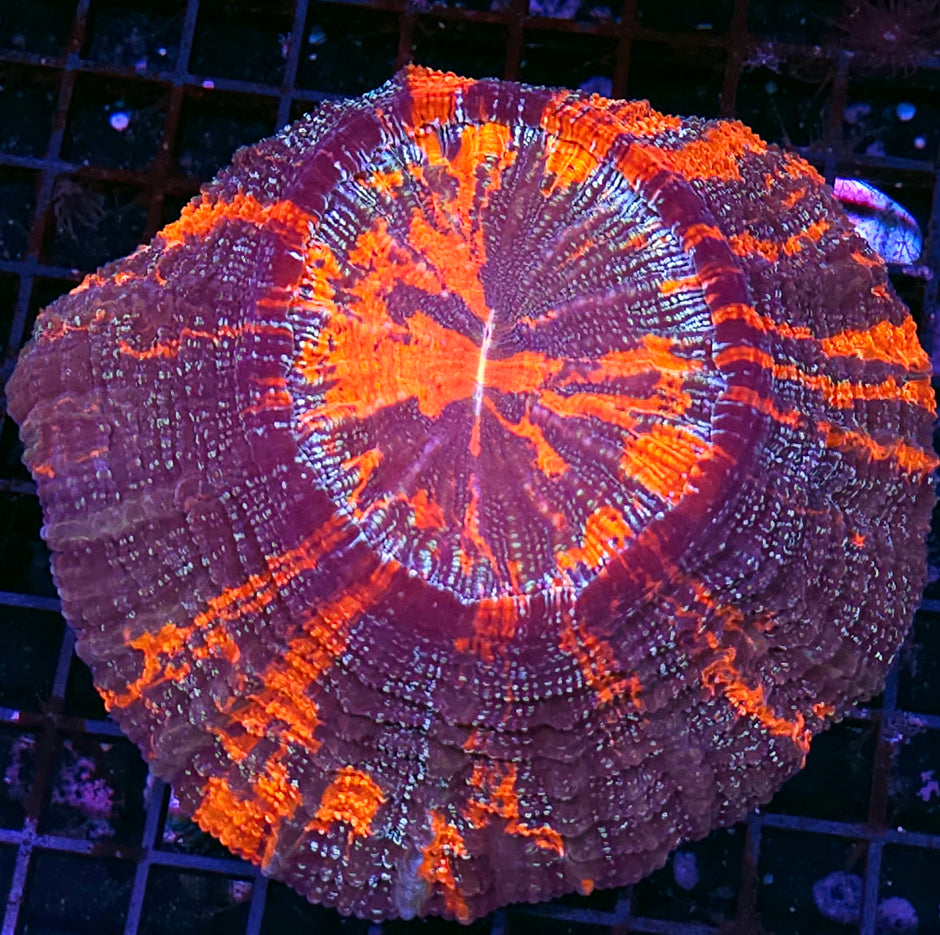 Atomic Glitter Acanthophyllia