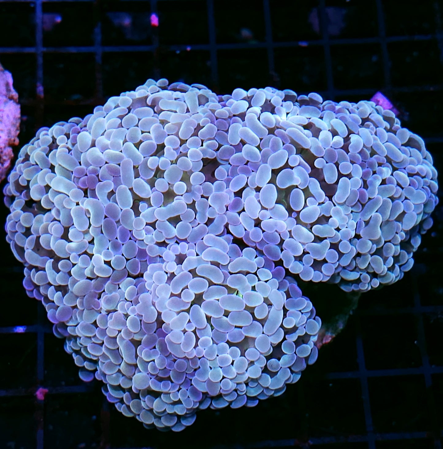Approx 5-6 Head Opalescent Froghammer Colony