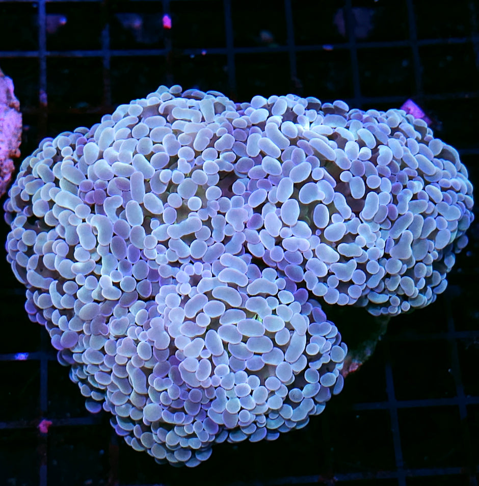 Approx 5-6 Head Opalescent Froghammer Colony