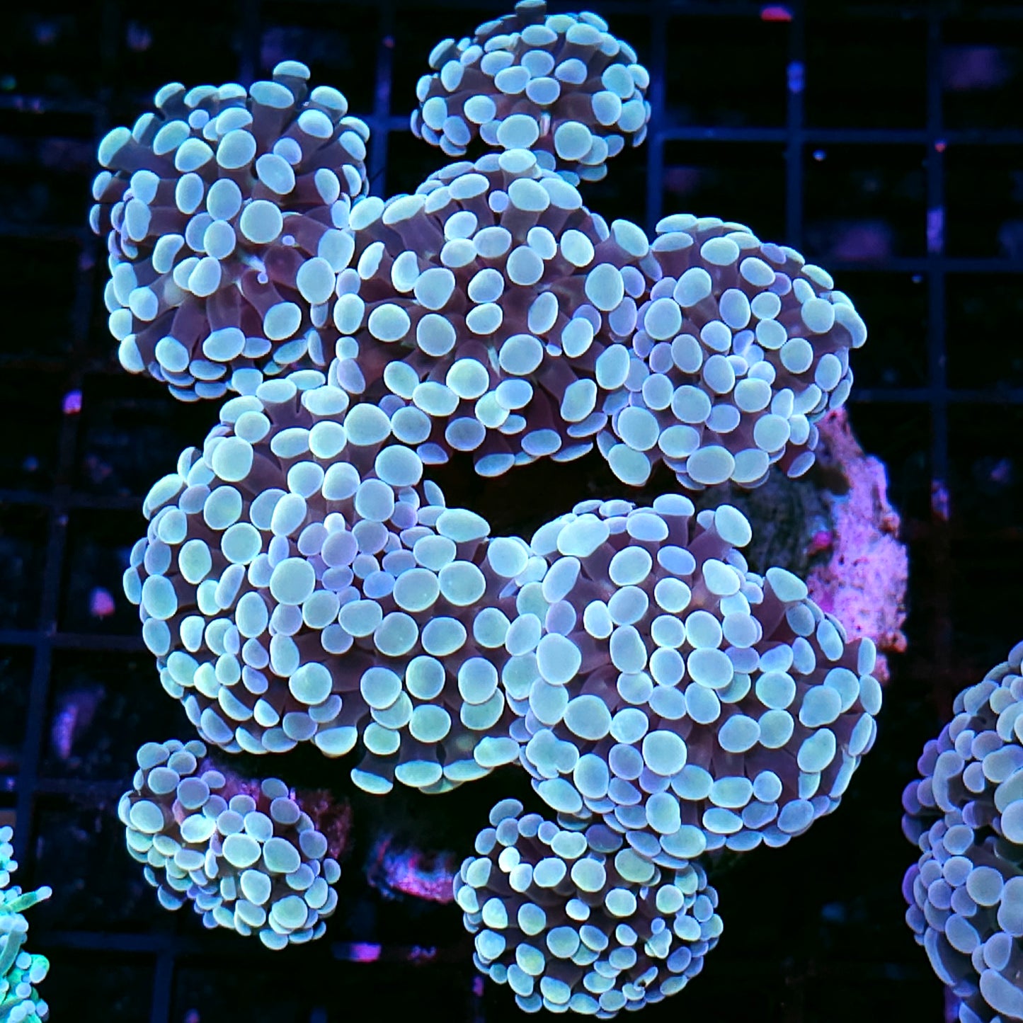 Approx 8-9 Head Pearlescent Froghammer Colony