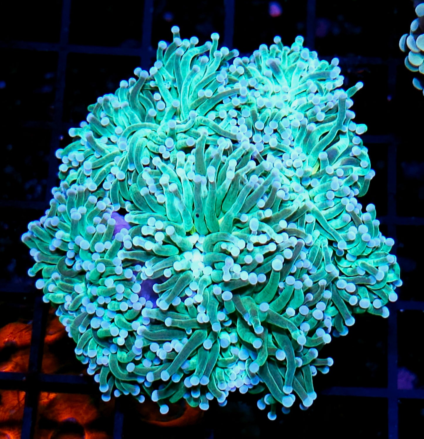 Approx 5-6 Head Seafoam Surprise Torch Colony