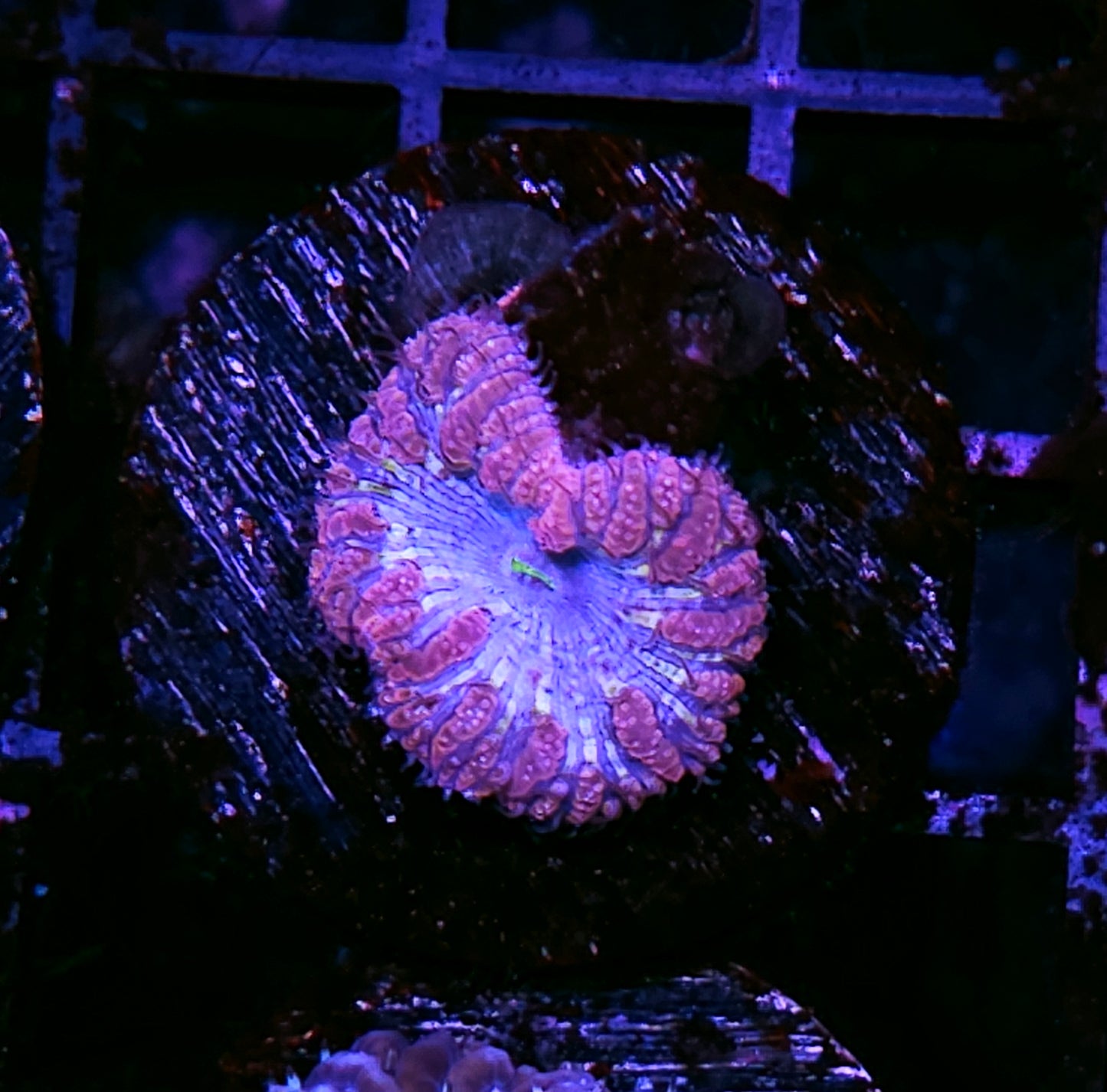 Blue Reaper Blasto