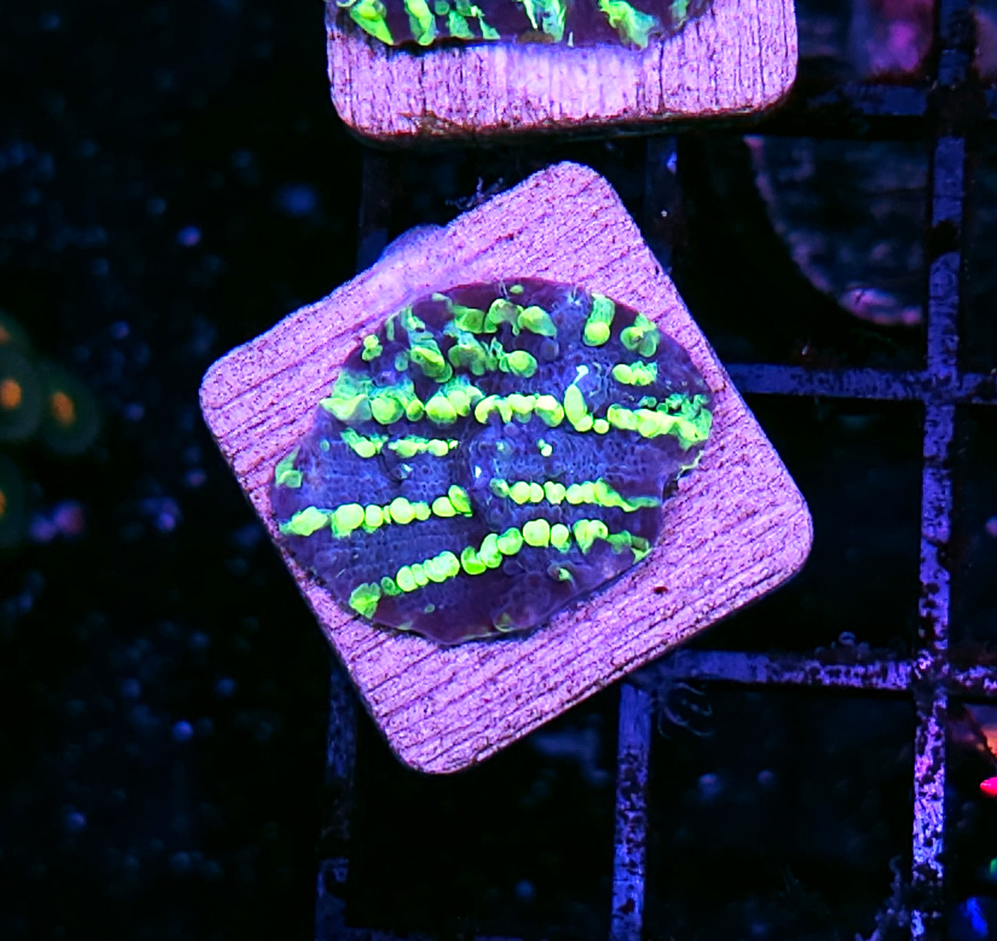 Alien Trails Chalice