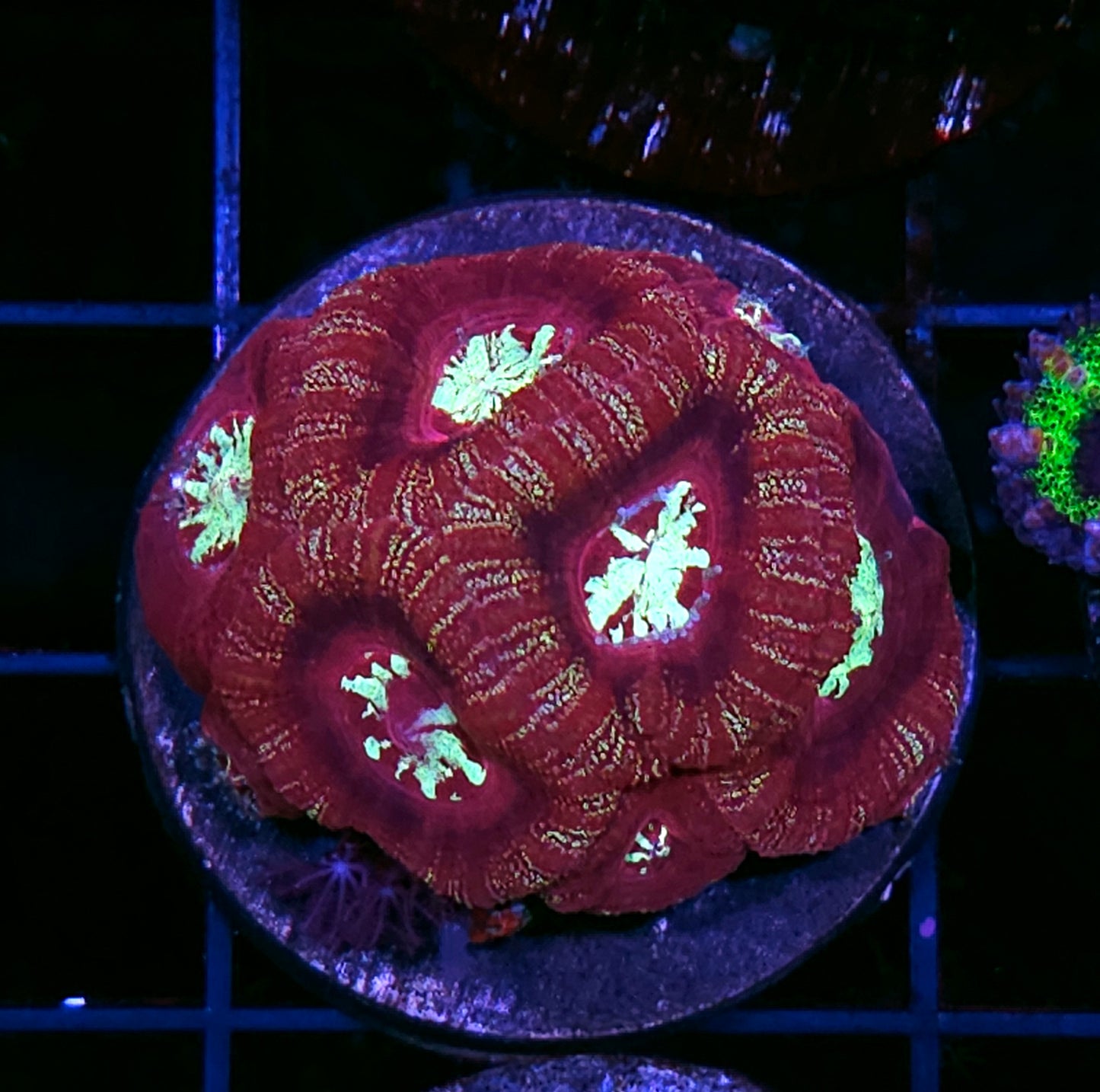 Starscreen Asian Acan Colony