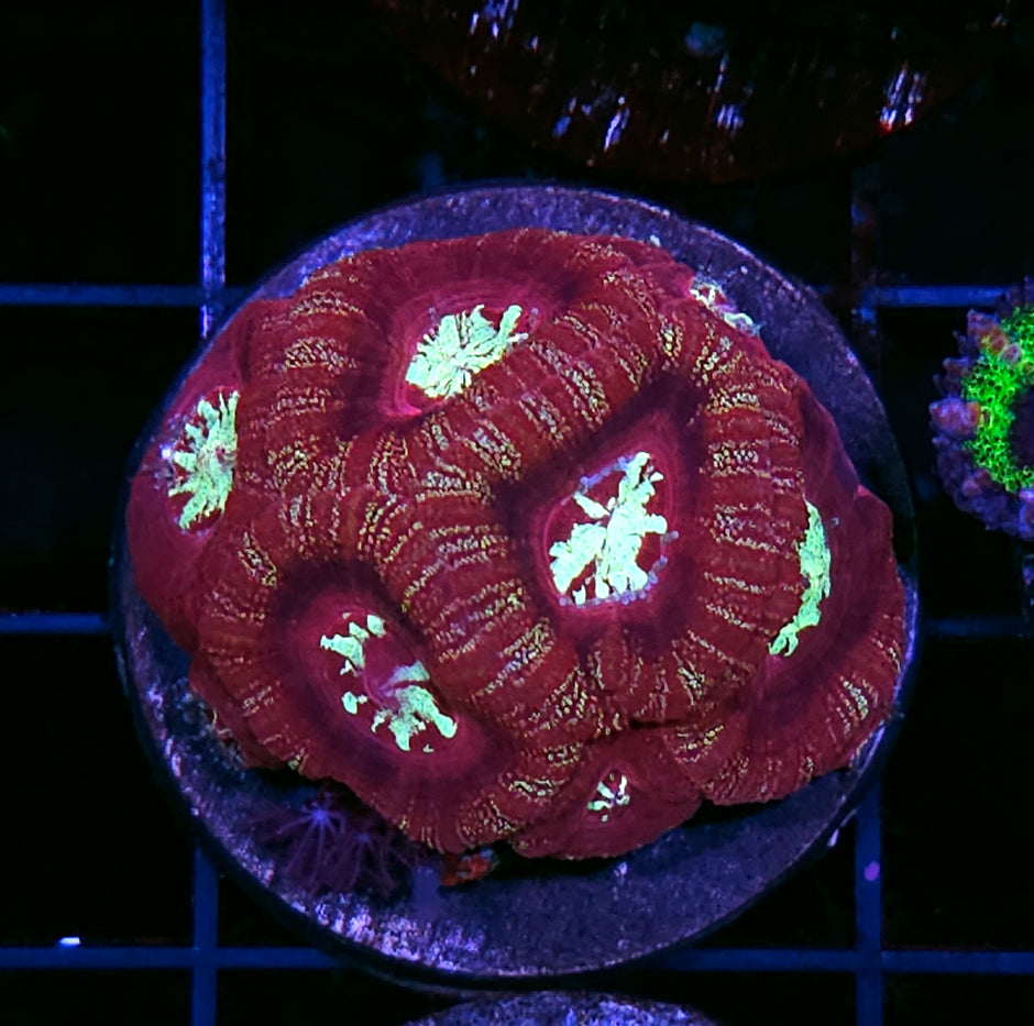 Starscreen Asian Acan Colony