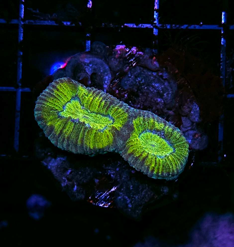 Poison Reign Barabattoia