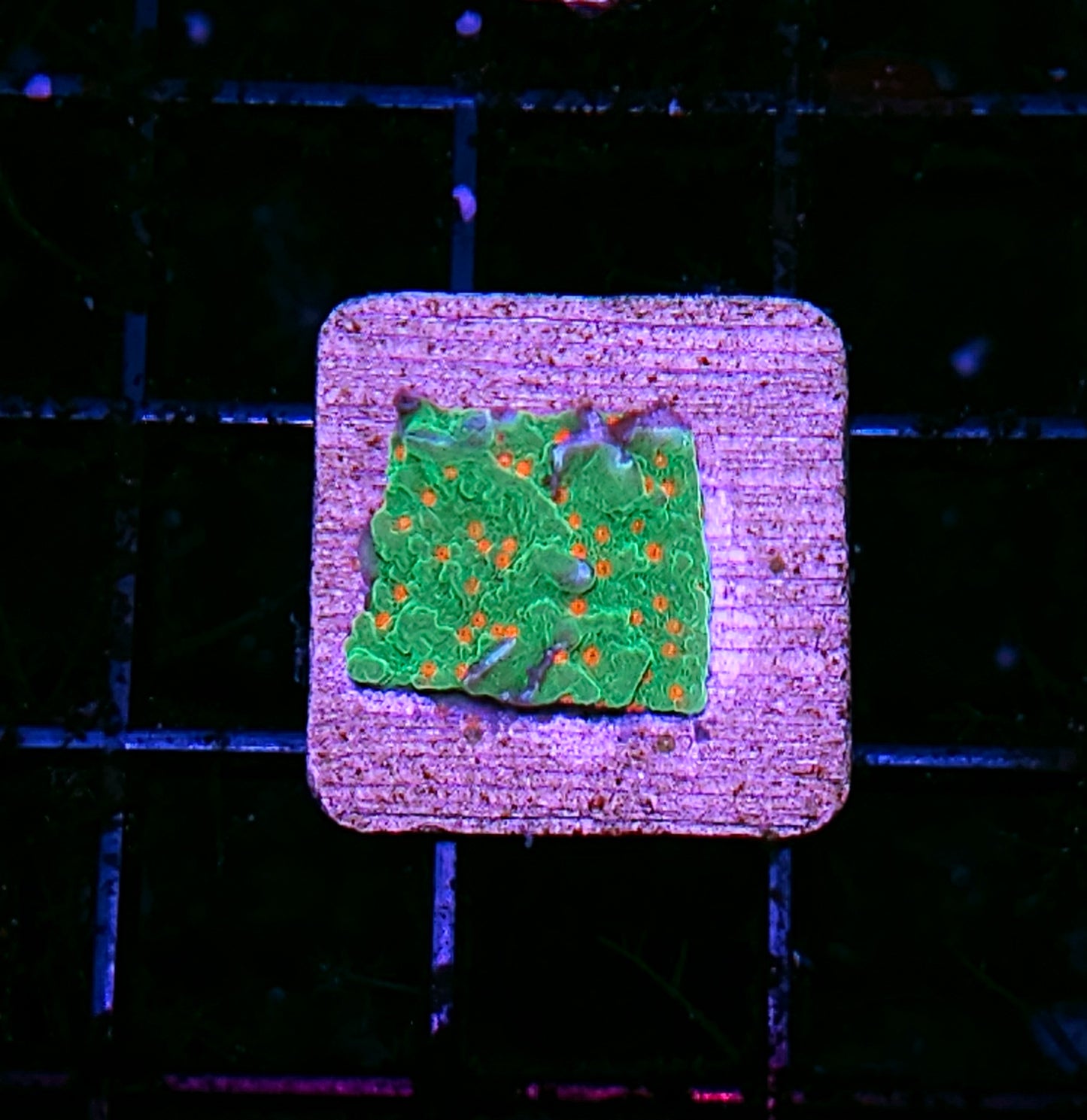 Orange Grove Montipora