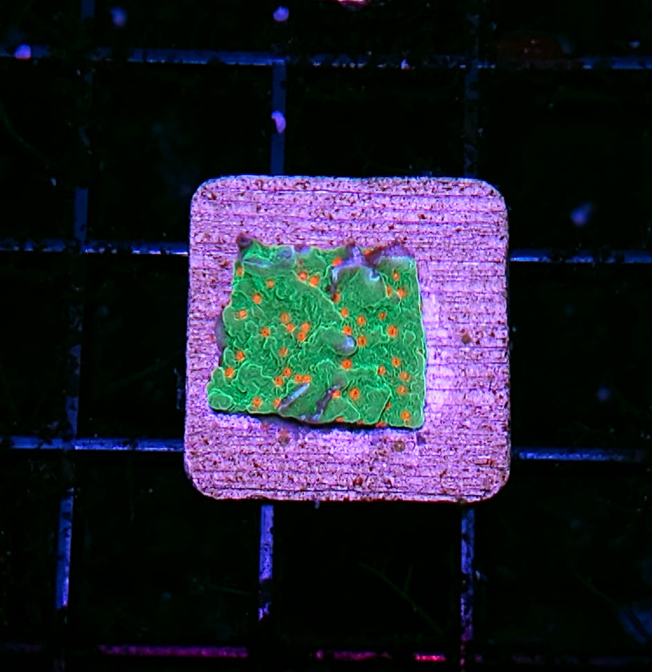Orange Grove Montipora