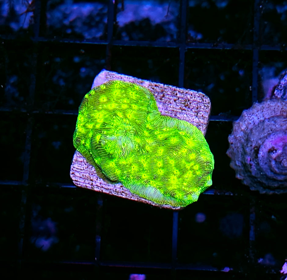 Electric Limeade Leptosersis