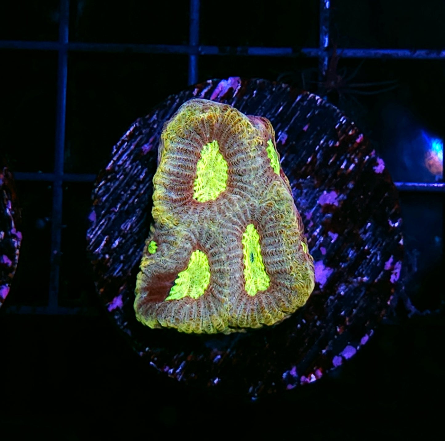HF Osiris Favia