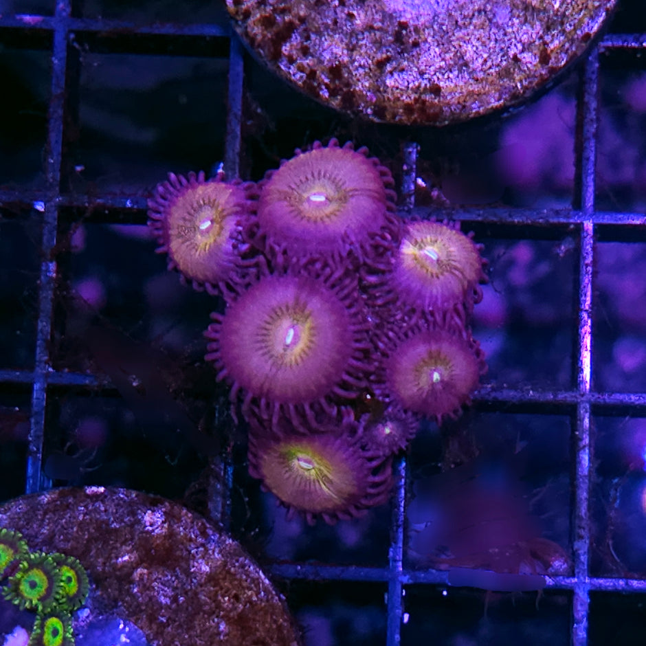 Daydream Zoas