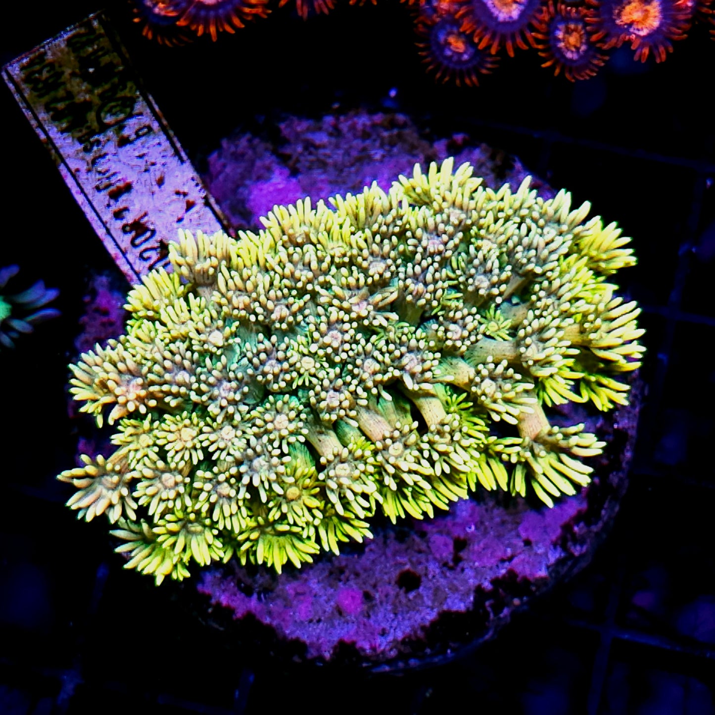 Radioactive Daisies Goniopora Colony