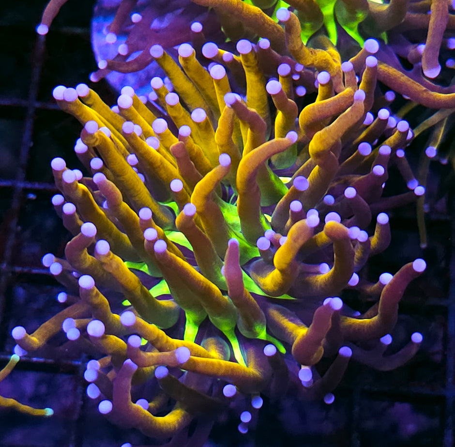 HF Tigernana Torch