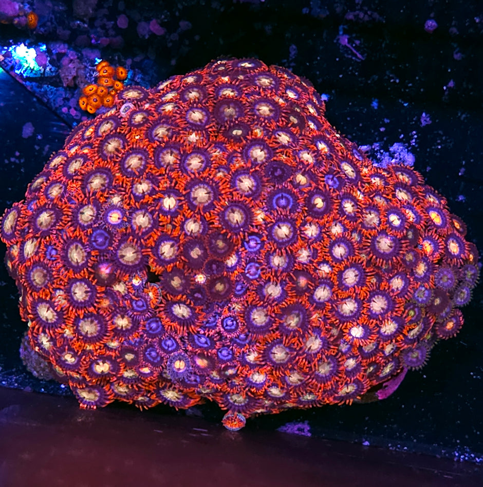 Fireworks Zoas Colony