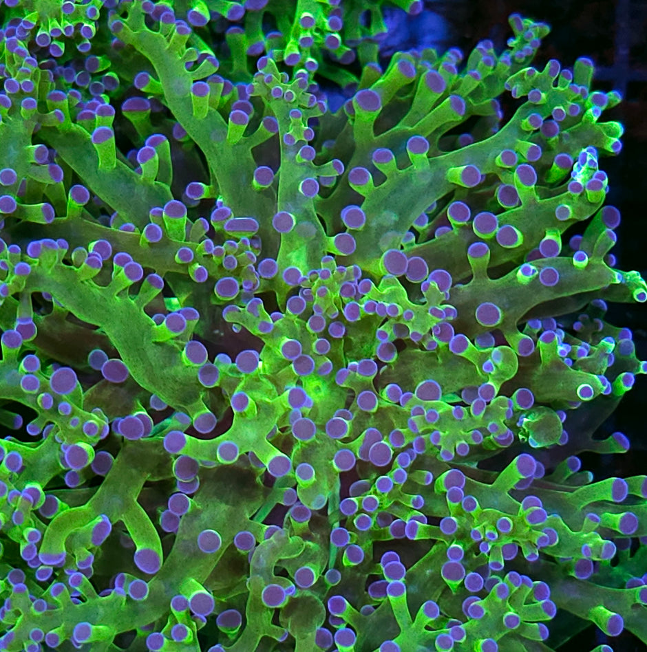 Blue Tip Frogspawn
