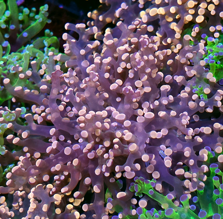 Pink Frogspawn