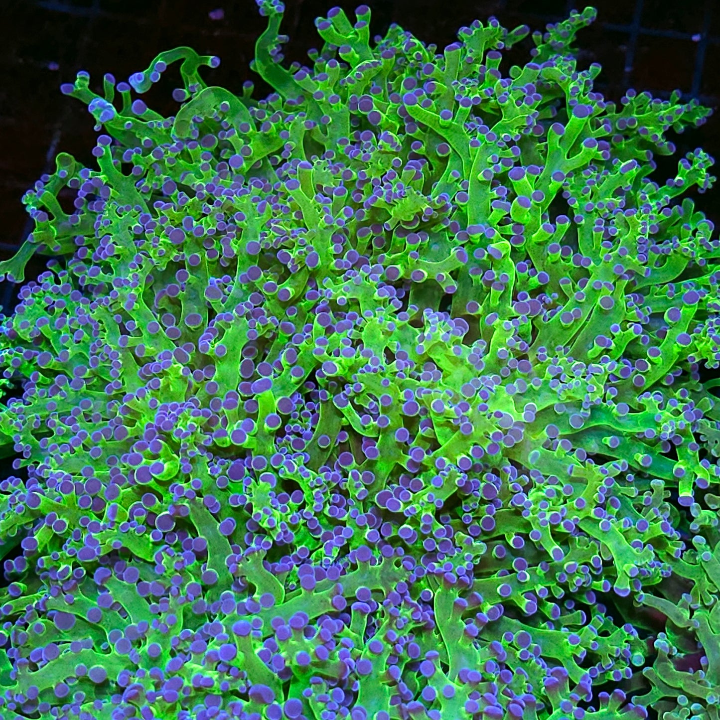 Approx 5-6 Head Blue Tip Frogspawn Colony