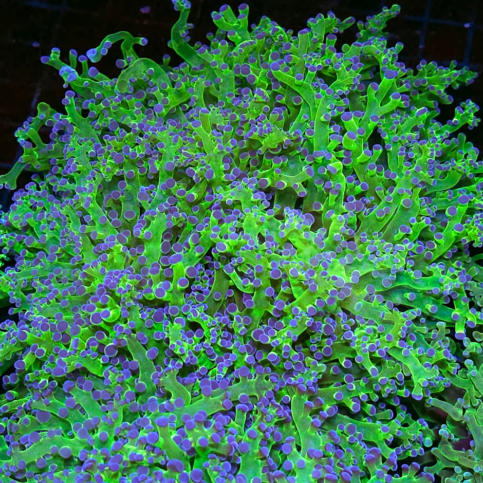 Approx 5-6 Head Blue Tip Frogspawn Colony