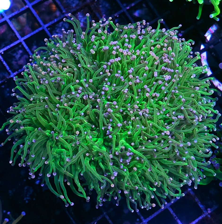 Approx 6-7 Head Bubble Gum Torch Colony