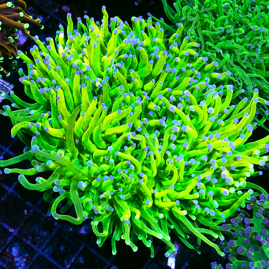Approx 5-6 Head Closet Freak Holy Grail Torch Colony