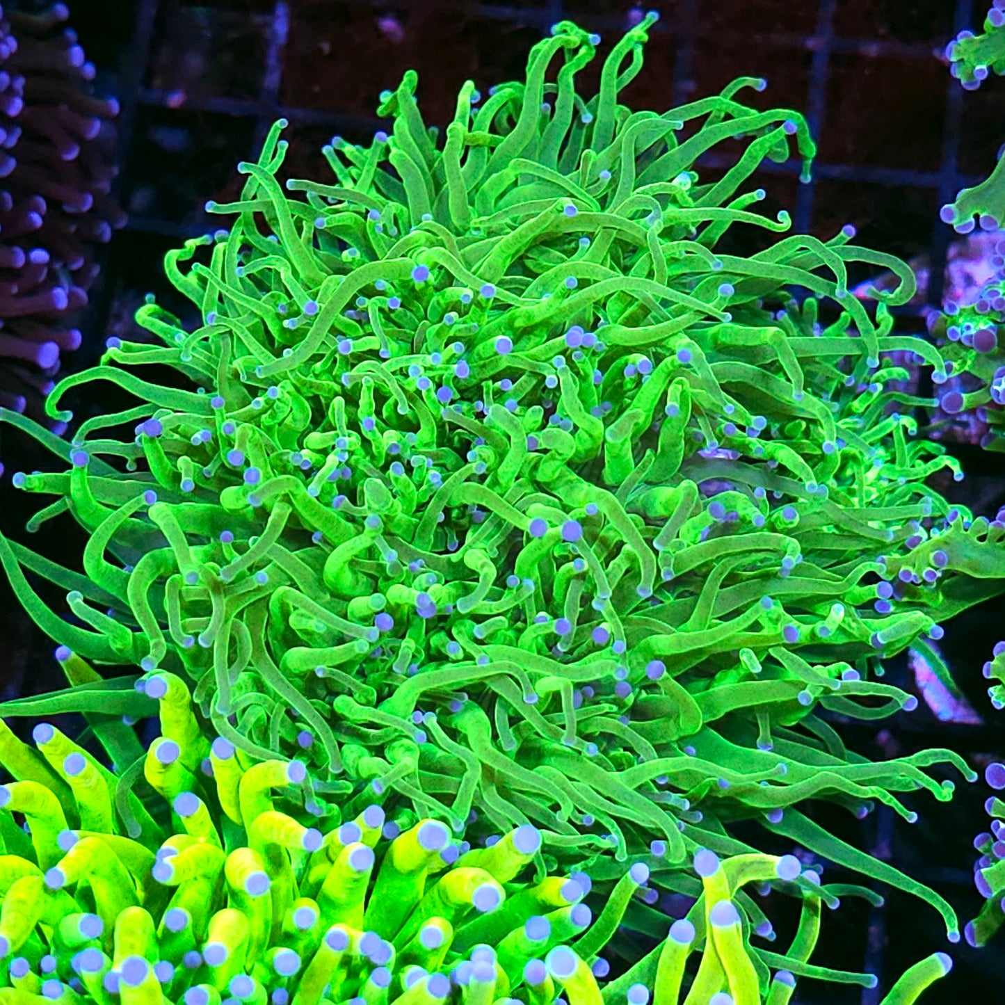 Approx 6-7 Head Cotton Candy Torch Colony