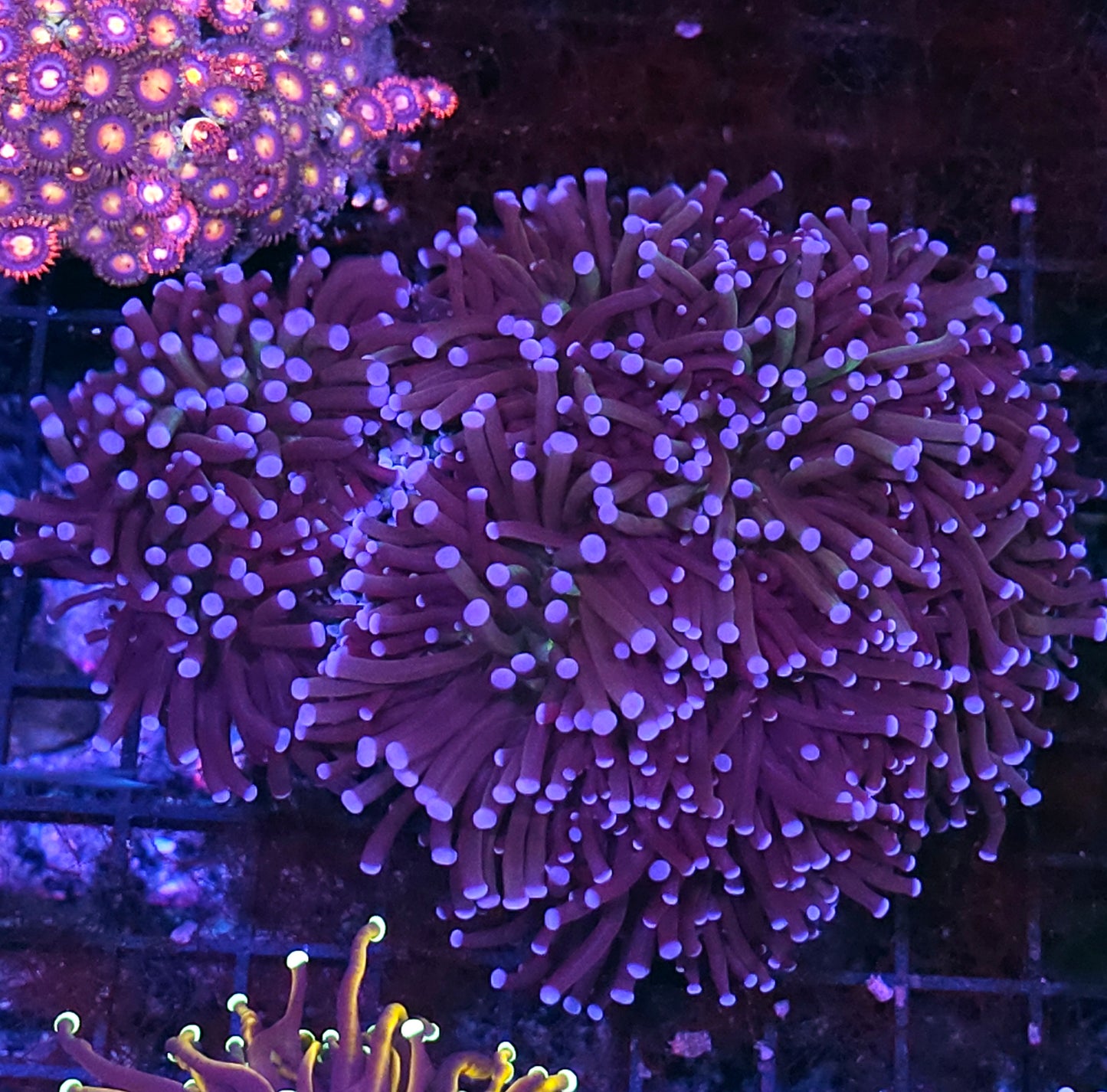 Approx 7-8 Head Abyss Torch Colony