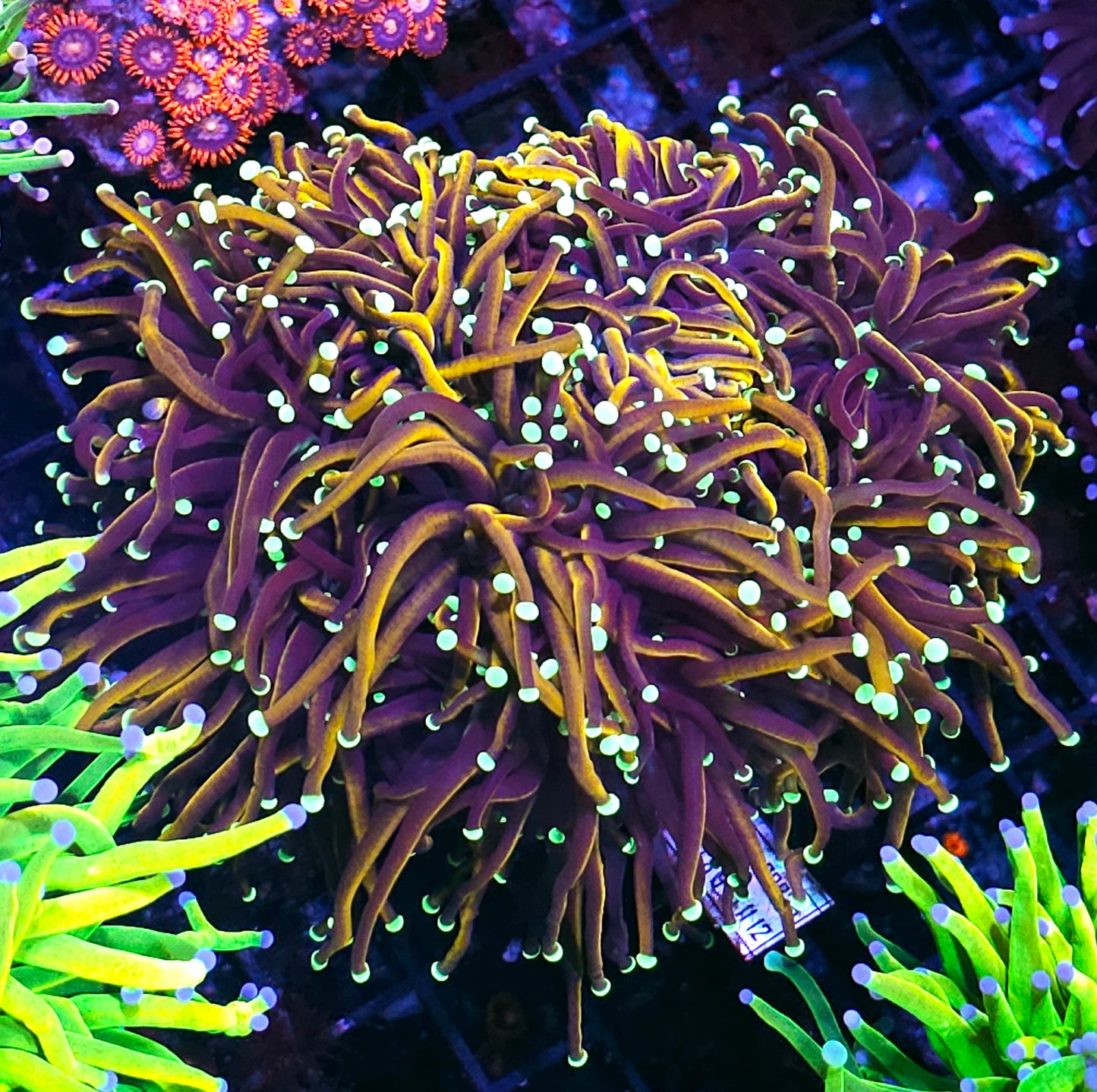 Approx 6-7 Head Hellfire Torch Colony