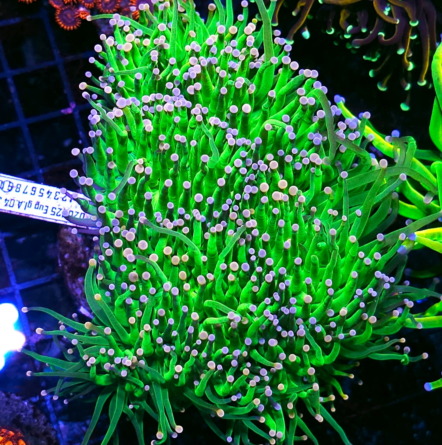 Approx 6-7 Head Bubble Gum Bitches Torch Colony