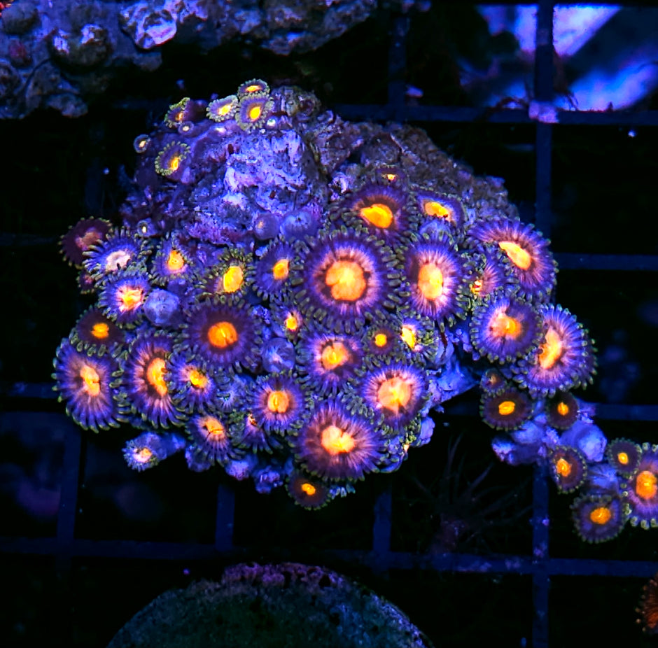 Nirvana Zoa Colony