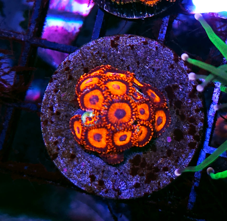Safecracker Zoas