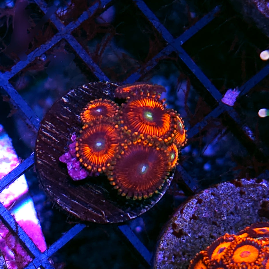 Ghost Pepper Zoas