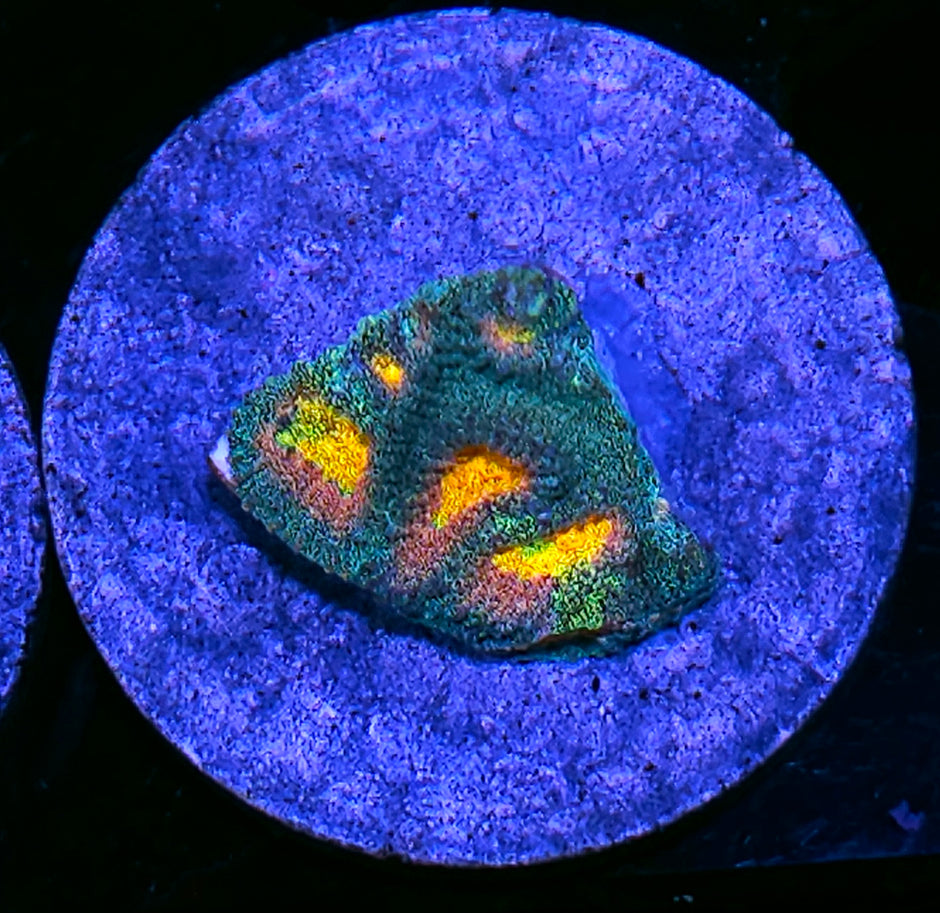 HF Helios Favia