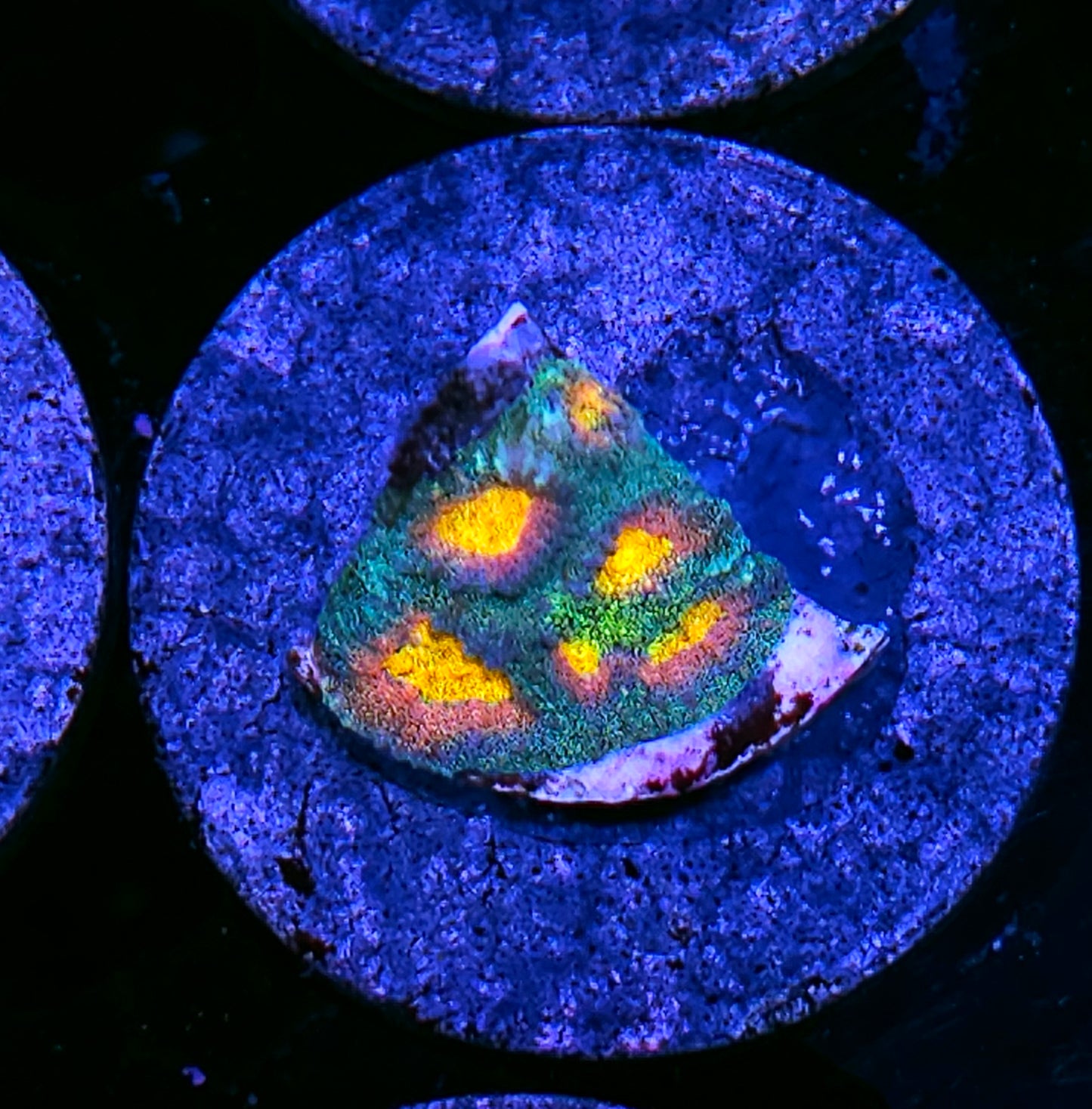 HF Helios Favia