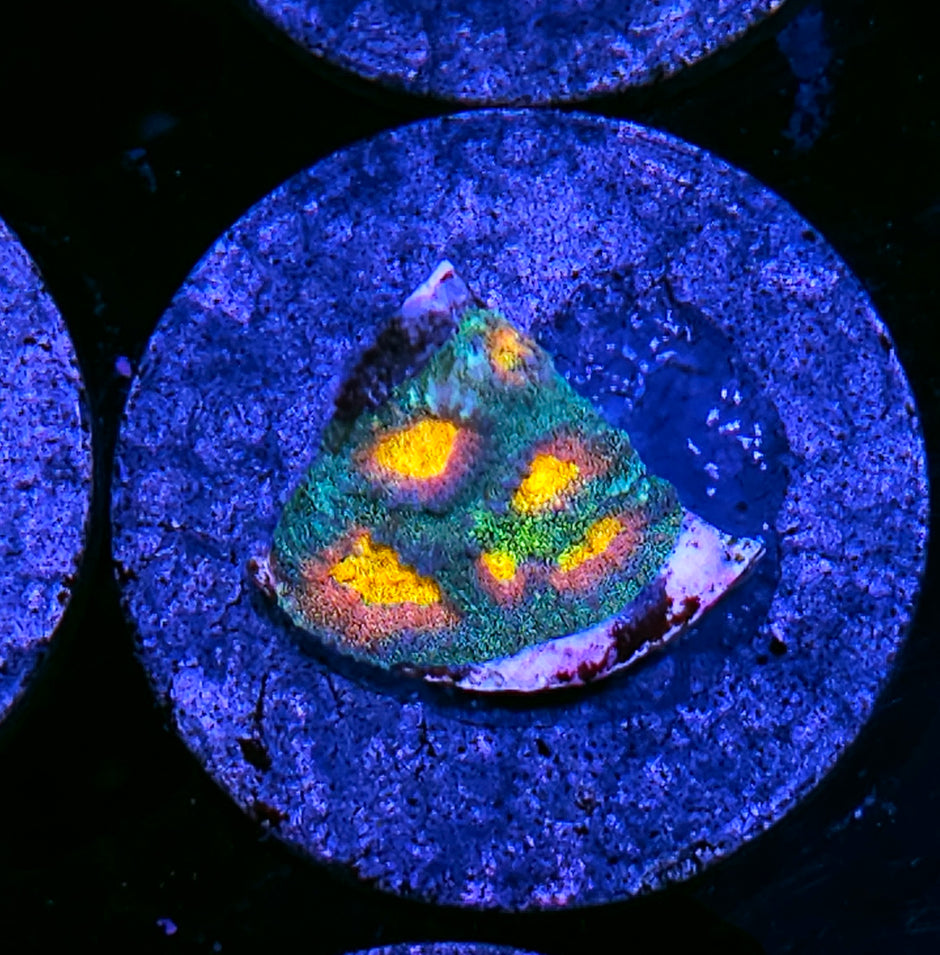 HF Helios Favia
