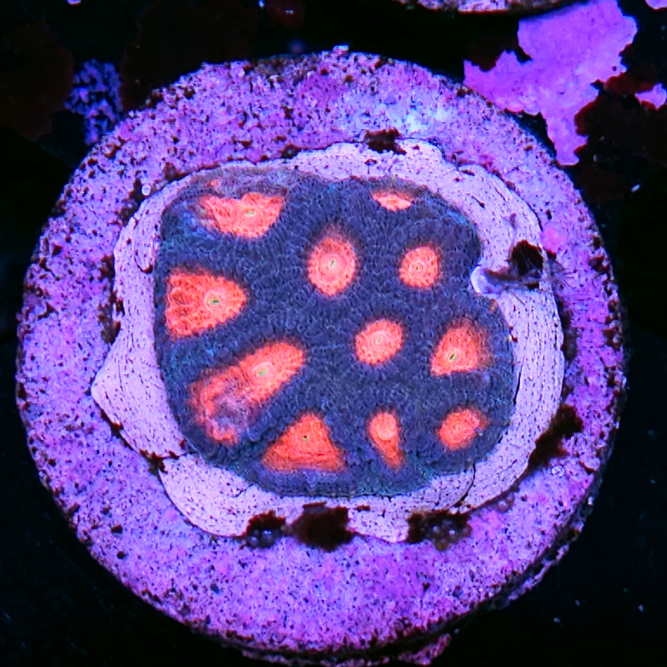 Candied Crush Favia