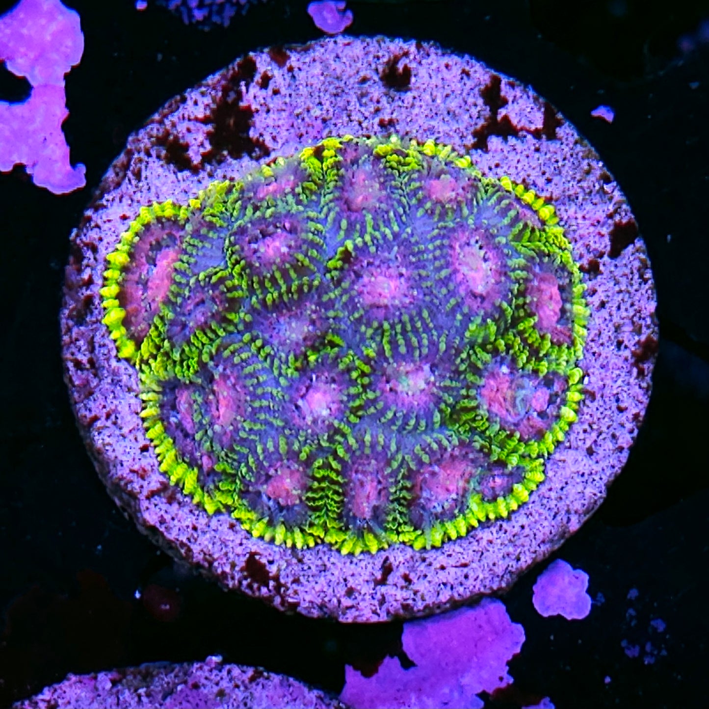 HF SpongeBob Favia Colony