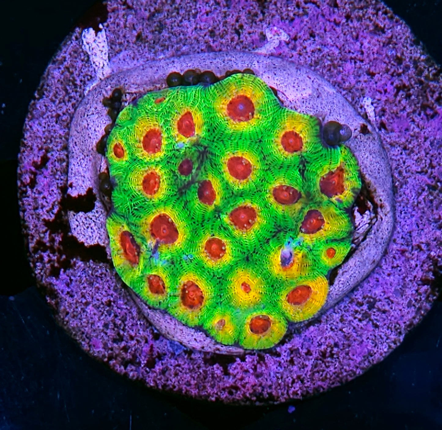 Fascination Favia Colony