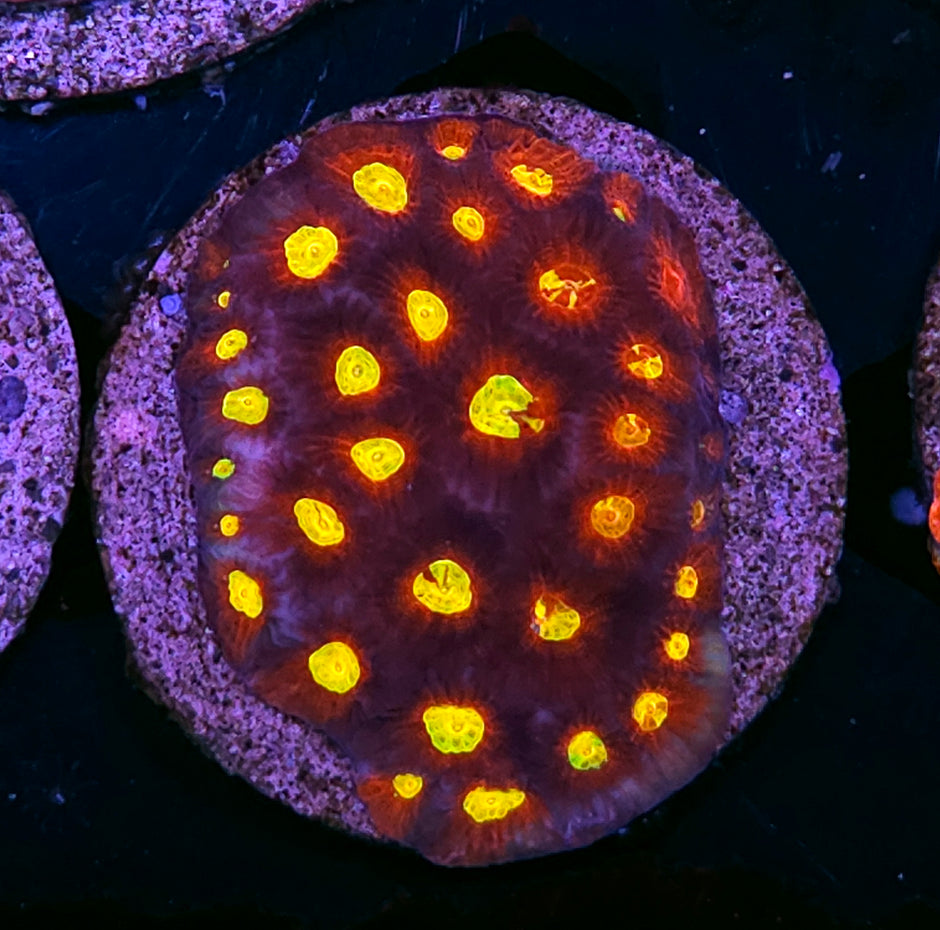 Kaleidoscope Favia Colony